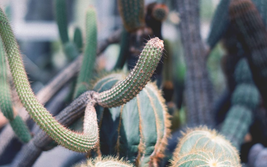 HOW MUCH DOES IT COST TO HAVE A TREE REMOVED ?